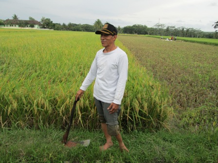Farmer with Disabilities Working in a Rice Field