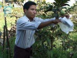 Collaboration on Disability Inclusive Agriculture, Myanmar, 30 September-4 October 2012