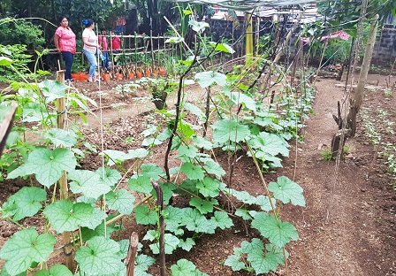 Ocular inspection of the Maligaya cluster organic urban farm