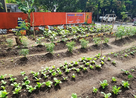 Organic vegetables and herbs at the Zabarte cluster