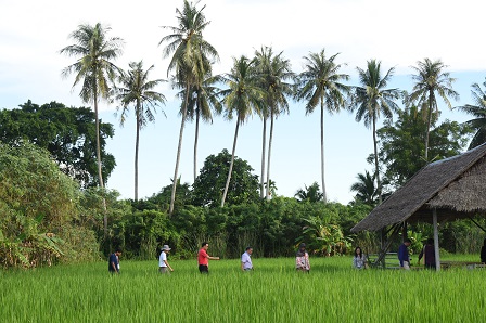 Organically-grown rice at Sampran Riverside