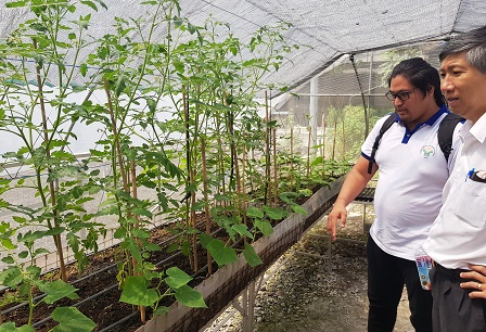 Mr. Mark showing Dr. Watcharapong the urban gardens grown at the Agricultural Training Institute of the Department of Agriculture of the Philippines