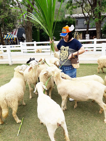 APCD Networking and Collaboration Officer Ms. Supaanong Panyasirimongkol feeding the sheep at Scenery Vintage Farm