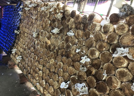 Mushroom culture at the SMTF mushroom farm being tended by persons with disabilities