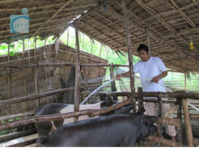 Pig Farmer with Disabilities Cleaning Pigs