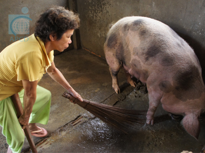 Farmer with Disabilities Cleaning Pigs
