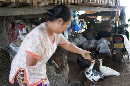 Farmer in Vientiane Raising Chicken