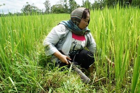 Rice Farmer in Vientiane Taking Care of Paddy Field