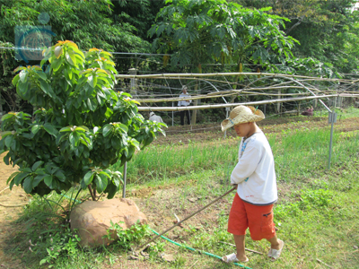 Persons with Intellectual Disabilities in the Vegetable Field