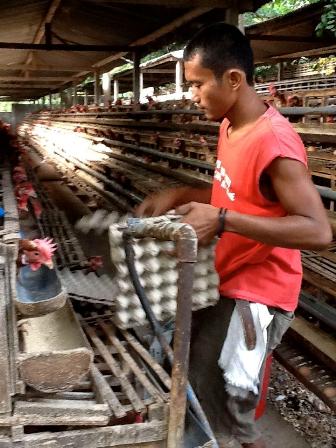 Employee with Disabilities Collecting Eggs