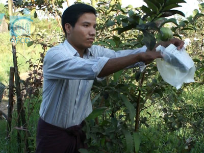 Collaboration on Disability Inclusive Agriculture, Myanmar, 30 September-4 October 2012 Collaboration on Disability Inclusive Agriculture, Myanmar, 30 September-4 October 2012